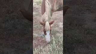 #asmr живая газонокосилка cowboy marlboro #farming #nature #стройка #дом