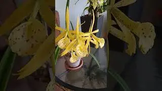 Цвет настроения жёлтый)))