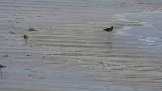 Numenius phaeopus - Praia de Bares - 24 de Abril 2024