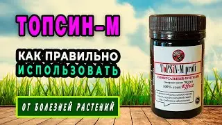 Топсин М — сильное и быстродействующее средство для защиты растений от болезней