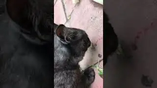 🐈‍⬛ Такие вкусные выросли огурцы, даже кот их ест с удовольствием! 