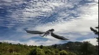 Dragon spotted in Mizoram today