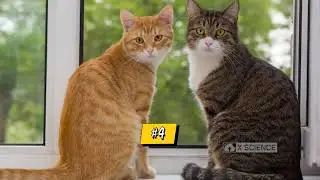 BERIKUT MOMEN