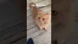 Oliver “ Olly” the Persian