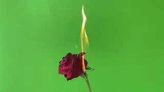 Red Rose Green Screen - Free Download