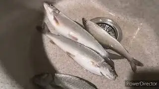 СОЛИМ ХАРИУС ПРОСТОЙ РЕЦЕПТ