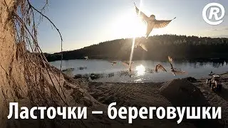 Ласточки – береговушки в полёте. Замедленная съёмка 240 ftp. Riparia riparia.