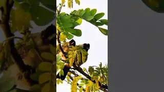 SEPASANG KUTILANG LIAR 🇮🇩 AMAZING WILDLIFE 😍