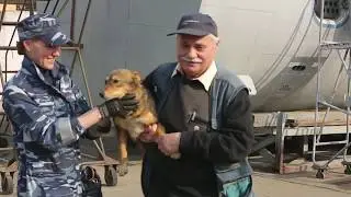 "Ольфакторный Мониторинг. Собака Сулимова" movie