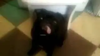 Мопс хочет гулять(2)
