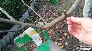 Подготовка яблони к зиме.Обрезка,побелка