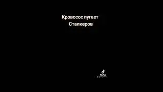 кровососс пугает сталкеров видео в цвете 2007