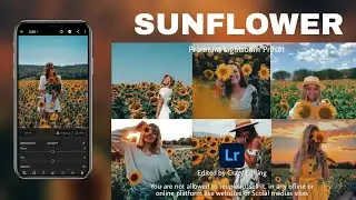 Sunflower Preset 🌻 - Sunflower Preset Lightroom | Aesthetic Preset | Free Lightroom Free  DNG & XMP