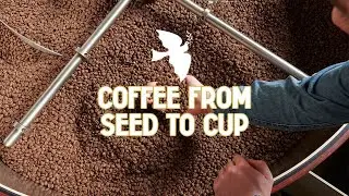 How Coffee is Made from Seed to Cup