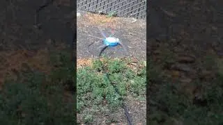 Animal Planet Interactive Outdoor Lawn Pet Sprinkler For Dog Review Results Short
