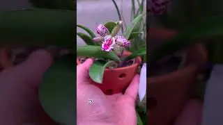 Cattleya hybrids(Jairak Cosmos), домашнее цветение 