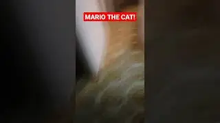 This is Sister's Cat MARIO