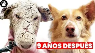 Increíble Transformación Del Perro Que Se Convirtió en Piedra