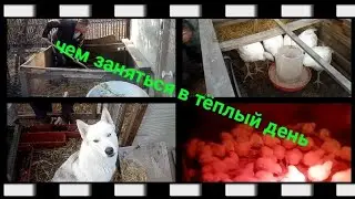 🤔И снова уборка.😀 Подготовка мини птичников
