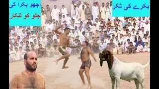 اچھوبکرا کی زیاتی جٹو نے بکرے کو  مارمار کر قربانی سے پہلے قربانی پر لگا دیا 1 بار ضرور دیکھیں