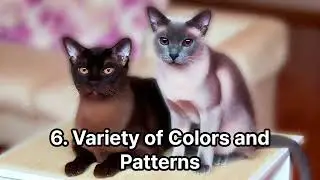 Top 10 Advantages of the Tonkinese Cat Breed (January 31, 2024) #dog #top