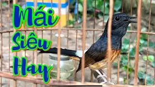 Chim của bạn sẽ hót khi nghe clip này. Lửa mái siêu hay.