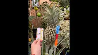 Ананас. Как растут ананасы в 