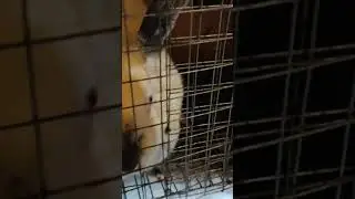 Дружные крольчихи 