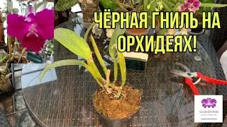Чёрная гниль у орхидеи Каттлея