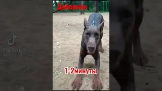Породы собак которые могут вас убить