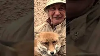 Kırmızı yanaklı kocaman yürekli İrlandalı'nın tilki dostları