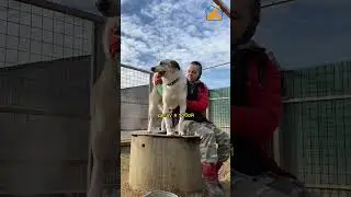 Особенная любовь обычных собак 🧡