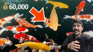 etne expensive pets in England 😅 |Best Koi fish in world| Fish shop Tour in U.K.2023