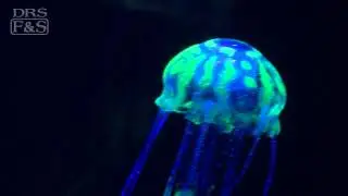 Eshopps Floating Jellyfish Aquarium Decoration | DrsFosterSmith.com