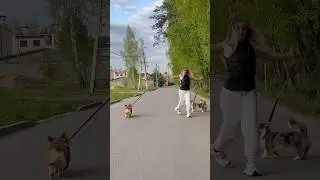 Москва, подруга, новое хобби ♟️, #корги 🐾 #счастье