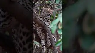Mwezi #Wildlife #wildlifephotography #natgeoafrica #trendingreels #leopard #nature #AnimalVideo #fy