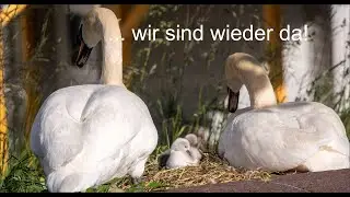Zeller Schwanenweiher - die  ersten Schwanenküken