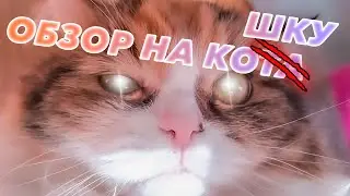 обзор на мою кошку - бусю