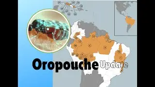 Oropouche outbreak update: Possible vertical transmission being investigated