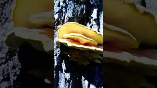 трутовик серно желтый. А вы пробовали?