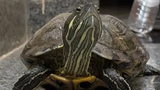 Red eared slider turtle walking style on floor 👌😍