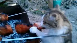 КАКОЙ ВКУСНЫЙ ШАШЛЫЧОК!!! НЕВОЗМОЖНО УДЕРЖАТЬСЯ!!! #shorts, #смешное видео,#приколы про животных