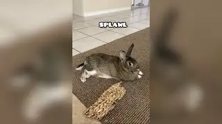 Cute Bunny Relaxing Positions! Rabbit Behavior. 