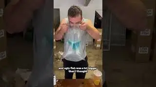 Shipping 100 live goldfish to my customers