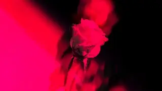 Rai Han - Apologize