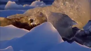 Gelvetta - World