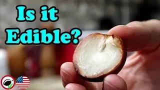 Avocado Seeds - Weird Fruit Explorer