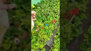 Бюджетно ОГОРОД 🥔🍓🥒🥒🪣❤️...
