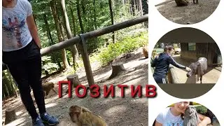 Freizeit- und Safaripark Daun/ вокруг обезьяны- за ними можно наблюдать вечно!