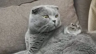 Cat and hamster are best friends 🥰